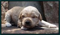 Sandy Blaze pups 2 wks old 181