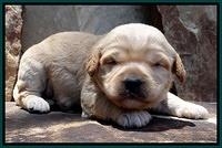 Sandy Blaze pups 2 wks old 191
