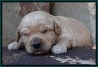 Sandy Blaze pups 2 wks old 201