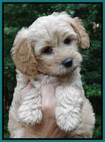 Sandy Blaze pups 7 wks old 171