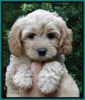Sandy Blaze pups 7 wks old 181