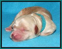 Sandy Blaze pups newborn 1 day old 111