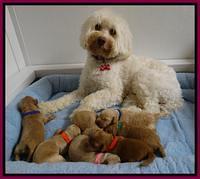 Sandi Blaze pups 1 wk old 231