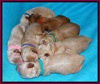 Sandy Blaze pups newborn 1 day old 161