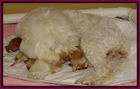 Sandy Blaze pups newborn 31