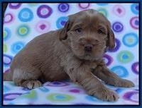 Penny Champ pups 4 wks old 11
