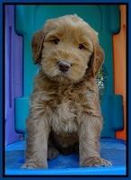 Penny Champ pups 6 wks old 101