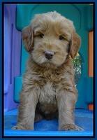 Penny Champ pups 6 wks old 121