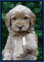 Penny Champ pups 6 wks old 91