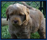 Penny Champ pups 7 weeks old 31