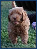 Penny Champ pups 7 weeks old 41