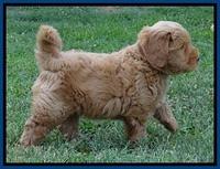 Penny Champ pups 7 weeks old 51