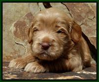 Penny Champ pups 3 wks old 71
