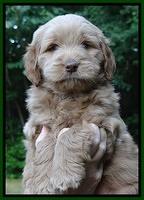 Penny Champ pups 6 wks old 11