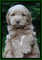 Penny Champ pups 6 wks old 21
