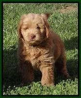 Penny Champ pups 7 weeks old 171