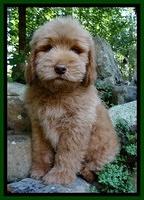 Penny Champ pups 8 weeks old 520