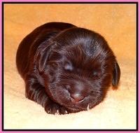 Penny Champ pups 1 wk old 51