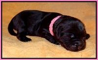 Penny Champ pups 1 wk old 61
