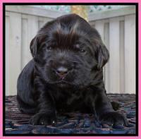 Penny Champ pups 2 weeks old 41