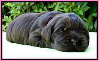 Penny Champ pups 2 weeks old 51