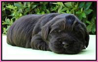 Penny Champ pups 2 weeks old 61