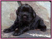 Penny Champ pups 3 wks old 81