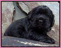 Penny Champ pups 3 wks old 91