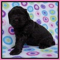 Penny Champ pups 4 wks old 51