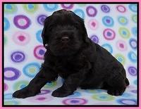 Penny Champ pups 4 wks old 61