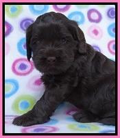 Penny Champ pups 4 wks old 71