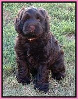 Penny Champ pups 7 weeks old 141