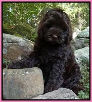 Penny Champ pups 8 weeks old 440