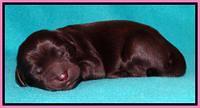 Penny Champ pups newborn 101
