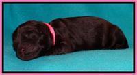 Penny Champ pups newborn 111