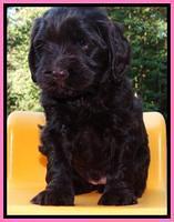 Penny Champion pups 5 wks old 111
