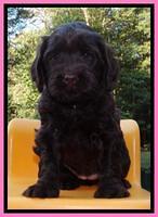 Penny Champion pups 5 wks old 131