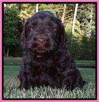Penny Champion pups 5 wks old 141