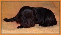 Penny Champ pups 1 wk old 111