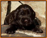 Penny Champ pups 3 wks old 111