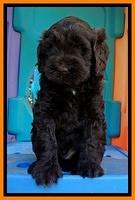 Penny Champ pups 6 wks old 151