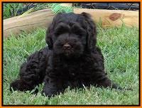 Penny Champ pups 7 weeks old 81