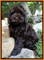 Penny Champ pups 8 weeks old 11