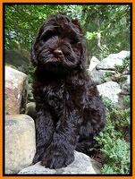 Penny Champ pups 8 weeks old 31