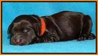 Penny Champ pups newborn 131