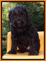 Penny Champion pups 5 wks old 81