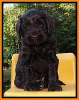 Penny Champion pups 5 wks old 91