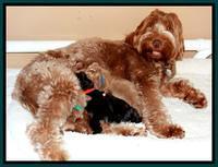 Penny Champ pups 1 wk old group 31