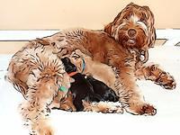 Penny Champ pups 1 wk old group 61