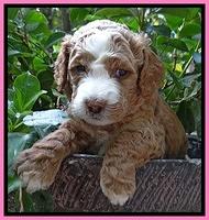 Dawn Ruler pups 4 wks old 21